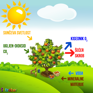 ŠTA JE FOTOSINTEZA?