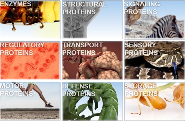 DIGITALNI ALATI – GENIALLY- GENETIKA