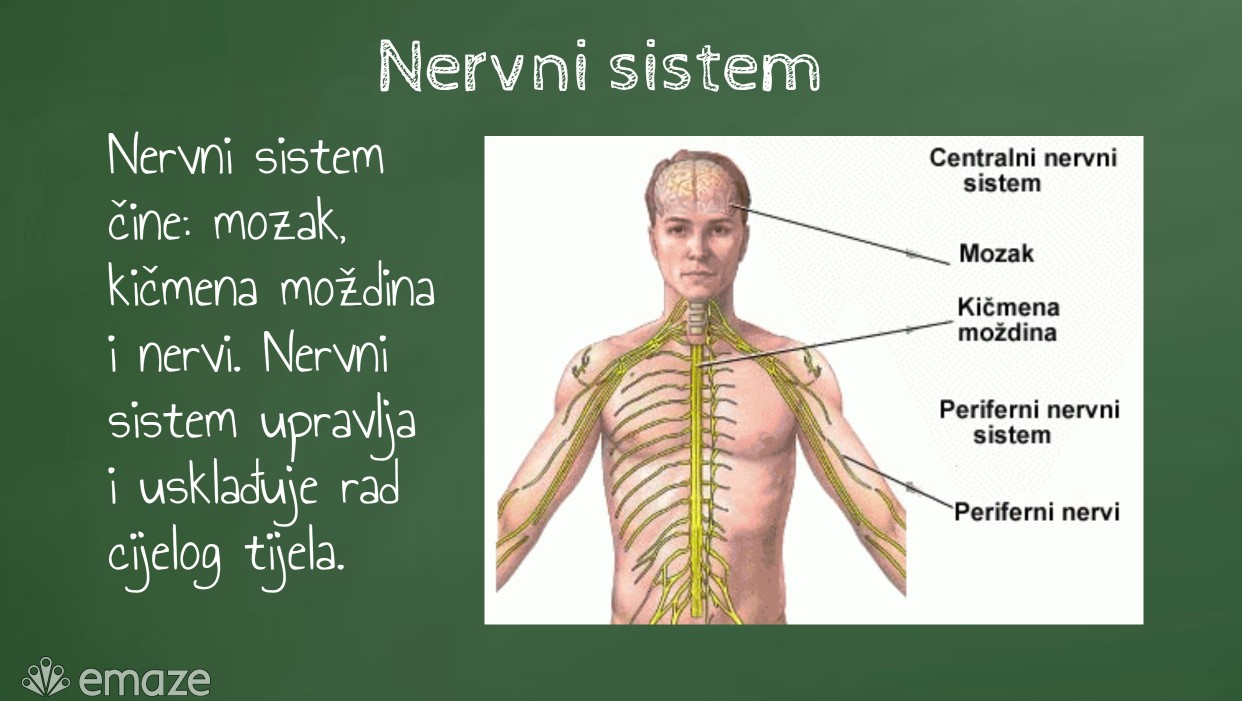 SISTEM ČULNIH ORGANA – DIGITALNI ALATI EMAZE